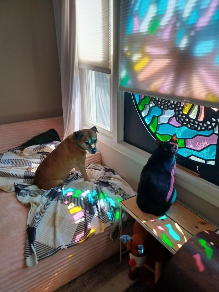 Tisiphone (Dog) and Erebos (Cat): Odd Couple Goals