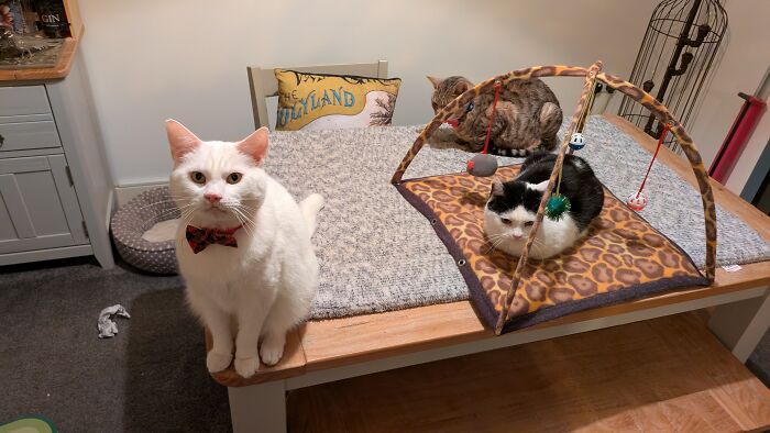 The Three Idiots: Trio of Trouble and Cuteness