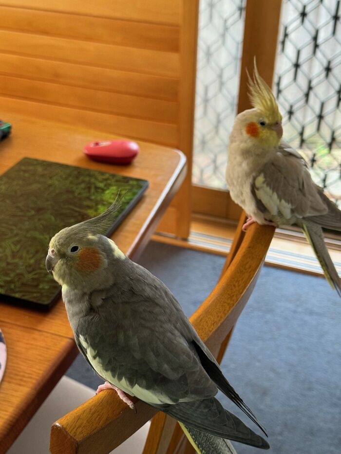 Booby and Prix (Bobby and Pixel): Cutest Sidekicks