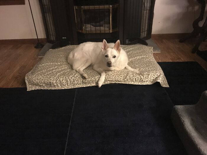 This is Seamus: The Chill Champion