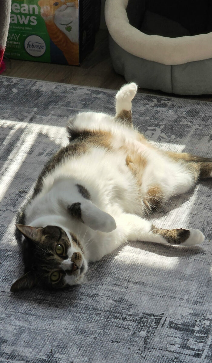 Mrs. Meeps Doing What She Loves Most: Sunbathing Star