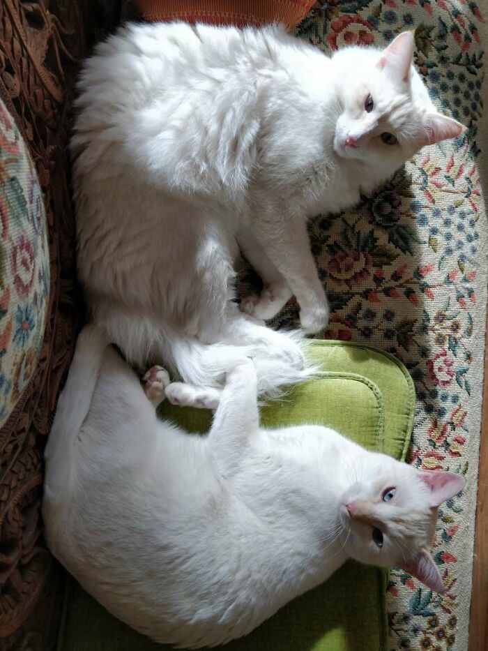 Fluffy and Fuzzy: Double Trouble in Cuteness