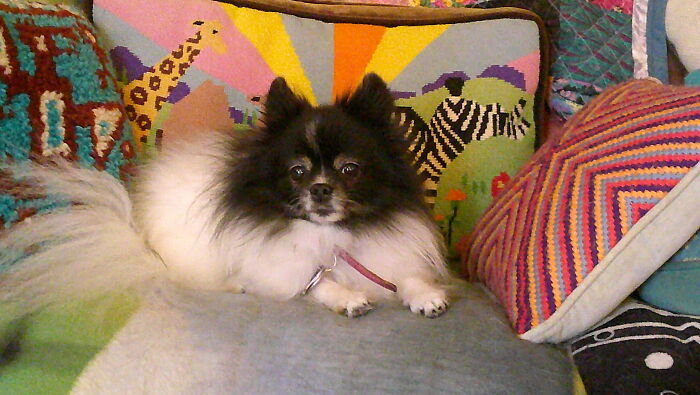 Lady Eowyn: 16 Years of Service and Love