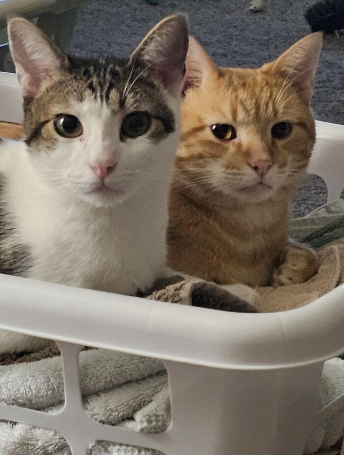 Gattsu and His Orange Buddy, Bert: Best Buds Forever