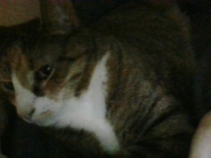 Queenie: Mad About Photos, But Still Royal