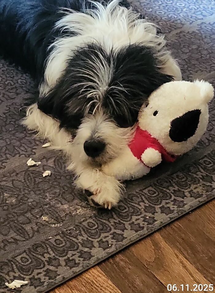 Jaxon: Wonder Dog and Sidekick Extraordinaire