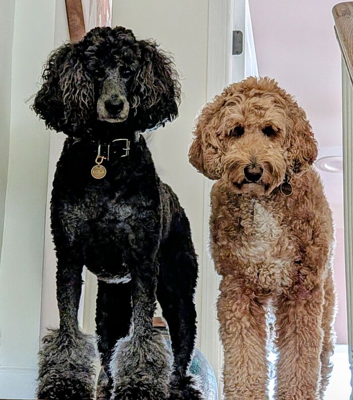 Lola and Frankie: Partners in Crime