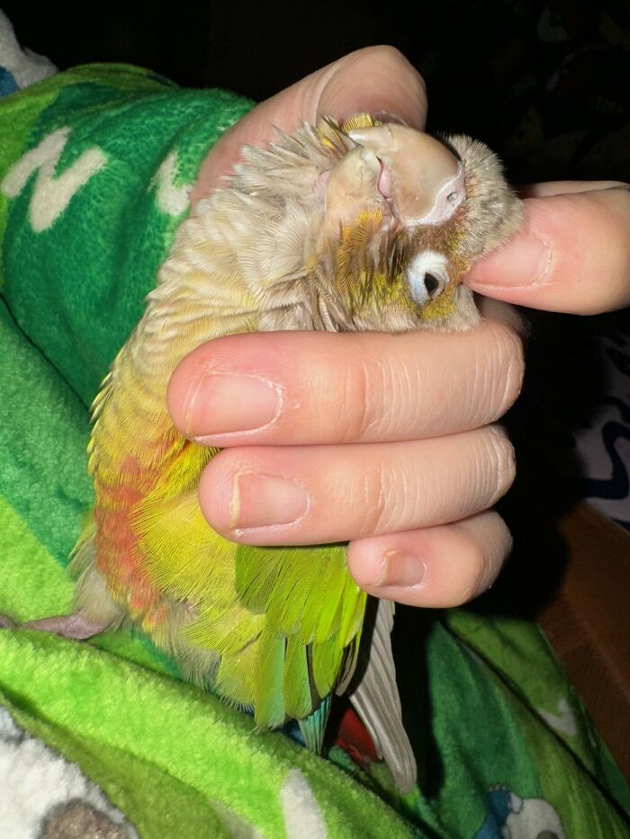 Roll (Cheeky): The Master of Mischief