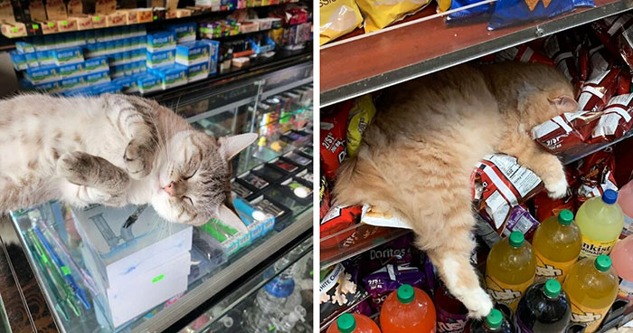 Sneaky Cats Who Basically Own Their Local Convenience Stores