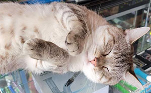 Sneaky Cats Who Basically Own Their Local Convenience Stores