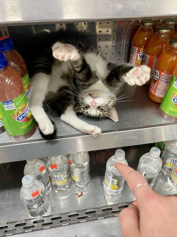 Sneaky Cats Who Basically Own Their Local Convenience Stores