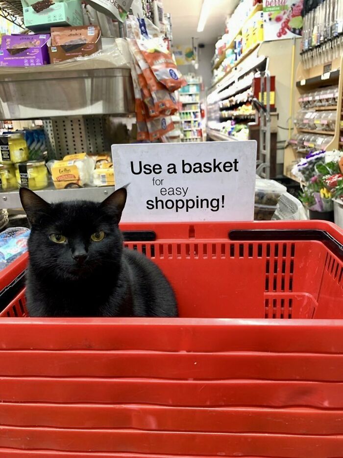 Sneaky Cats Who Basically Own Their Local Convenience Stores