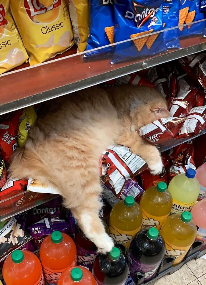 Sneaky Cats Who Basically Own Their Local Convenience Stores