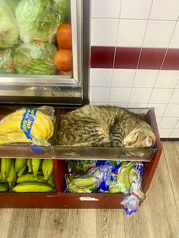 Sneaky Cats Who Basically Own Their Local Convenience Stores