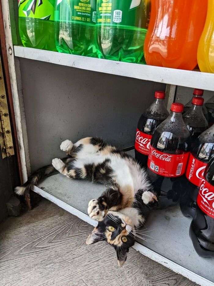 Sneaky Cats Who Basically Own Their Local Convenience Stores