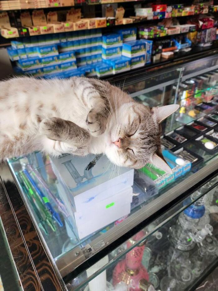 Sneaky Cats Who Basically Own Their Local Convenience Stores