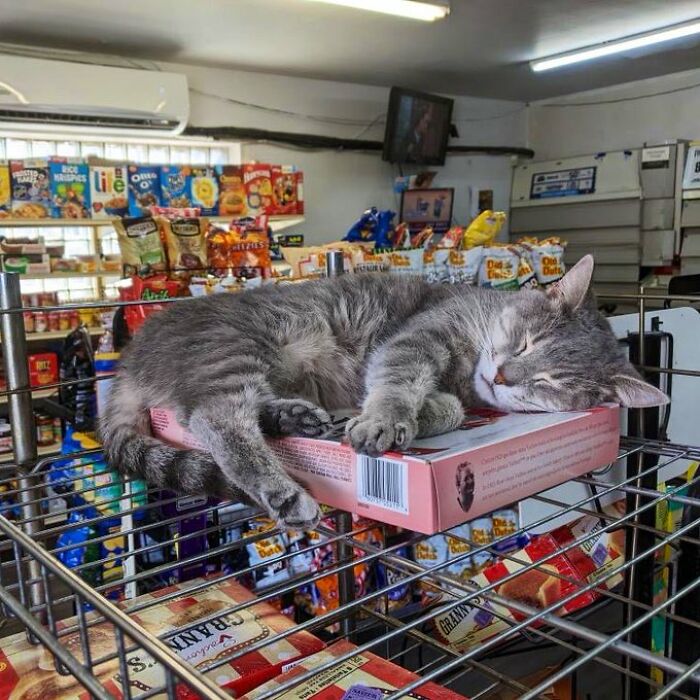 Sneaky Cats Who Basically Own Their Local Convenience Stores
