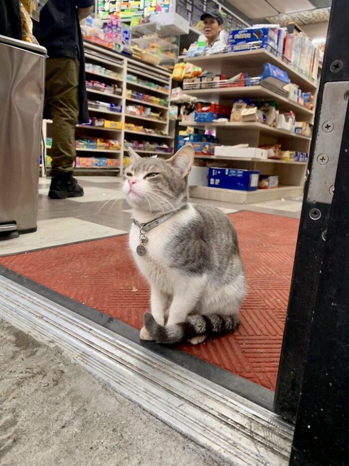 Sneaky Cats Who Basically Own Their Local Convenience Stores