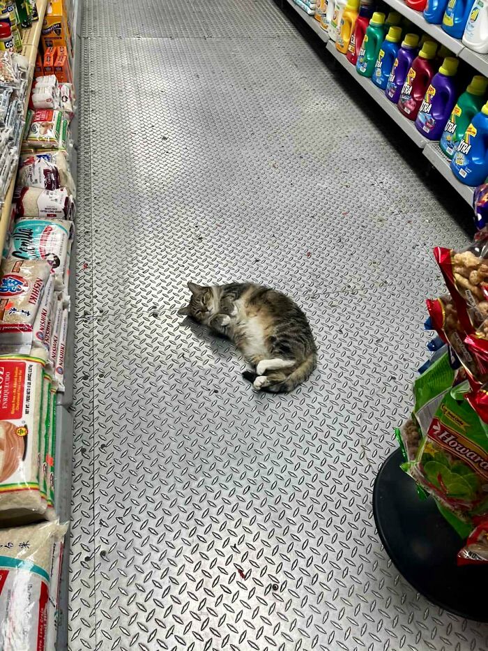 Sneaky Cats Who Basically Own Their Local Convenience Stores