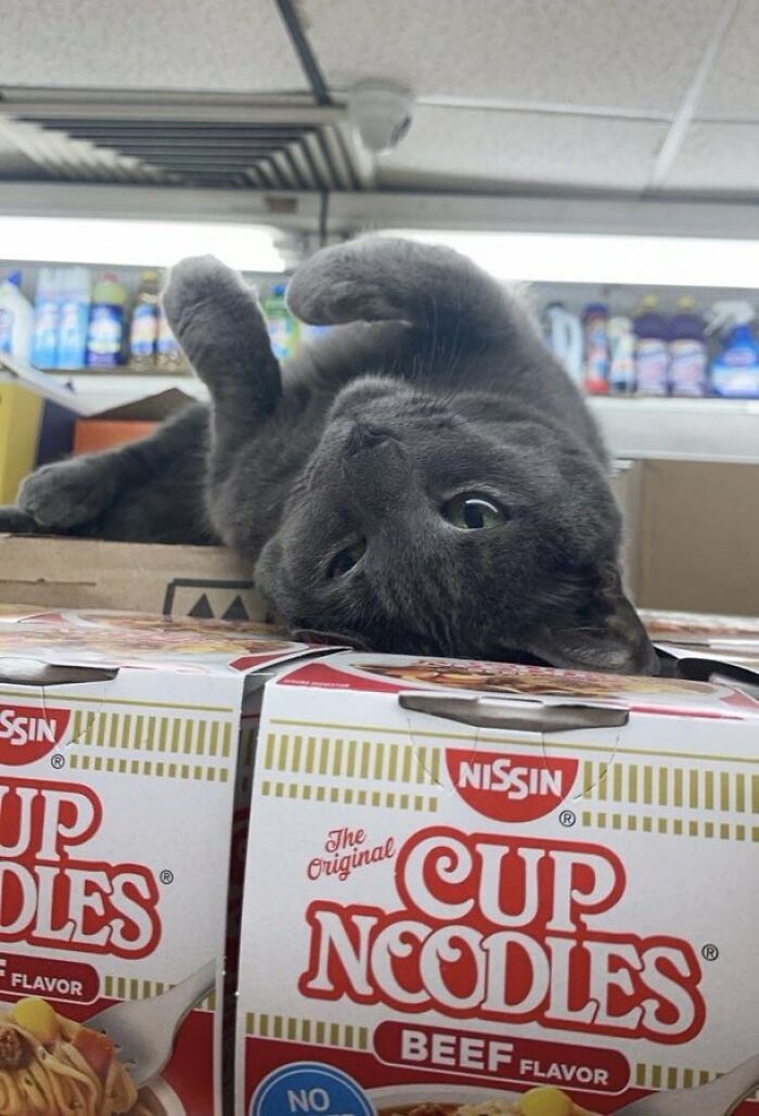 Sneaky Cats Who Basically Own Their Local Convenience Stores