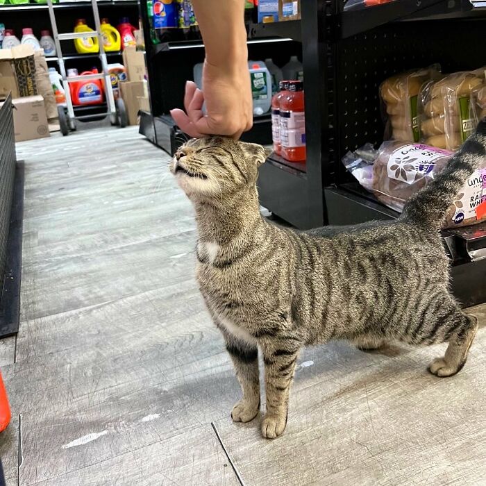 Sneaky Cats Who Basically Own Their Local Convenience Stores