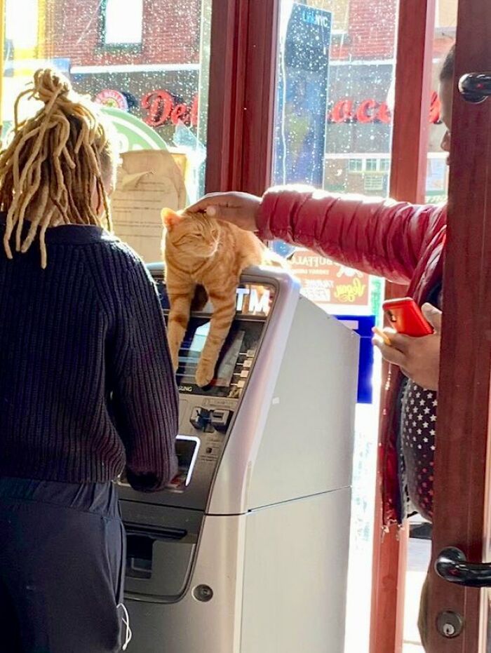 Sneaky Cats Who Basically Own Their Local Convenience Stores