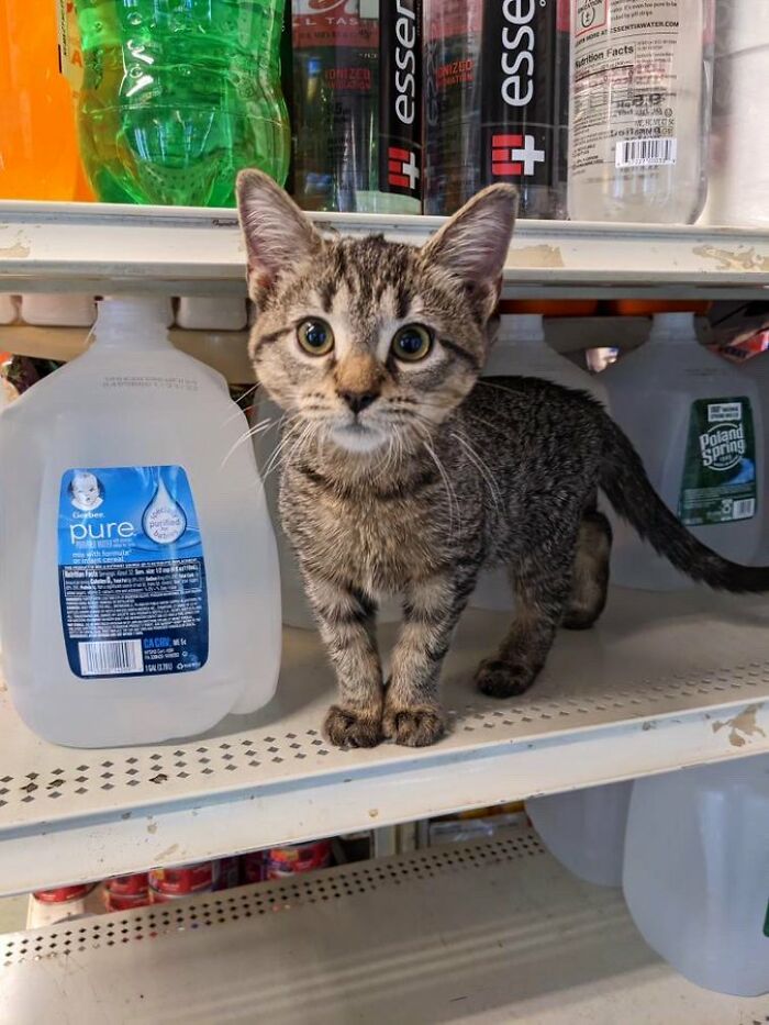 Sneaky Cats Who Basically Own Their Local Convenience Stores