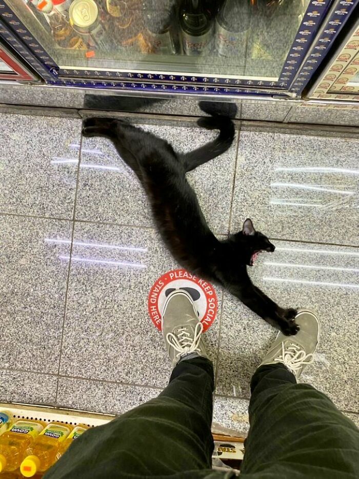 Sneaky Cats Who Basically Own Their Local Convenience Stores