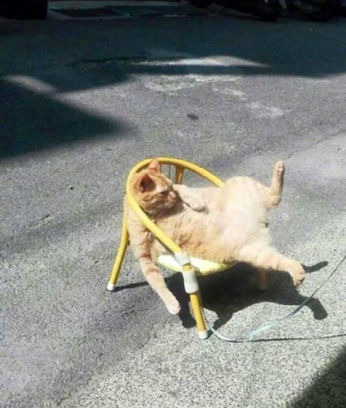 Sneaky Cats Who Basically Own Their Local Convenience Stores