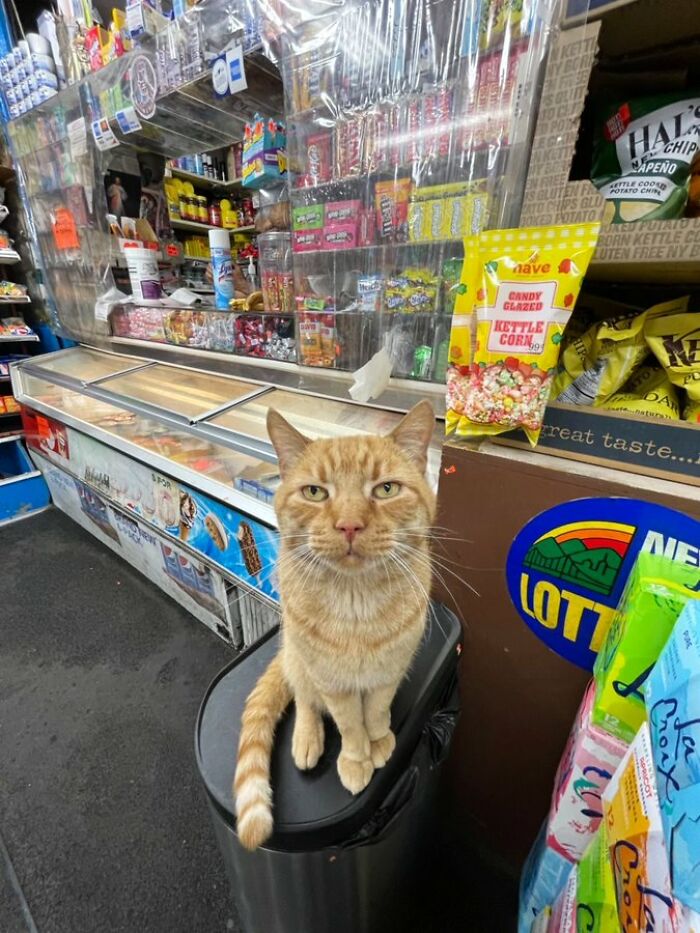 Sneaky Cats Who Basically Own Their Local Convenience Stores