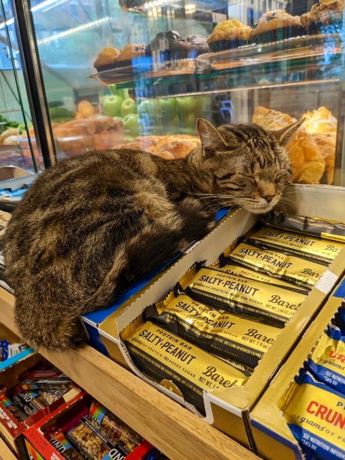 Sneaky Cats Who Basically Own Their Local Convenience Stores