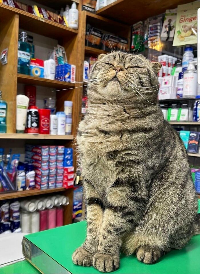 Sneaky Cats Who Basically Own Their Local Convenience Stores