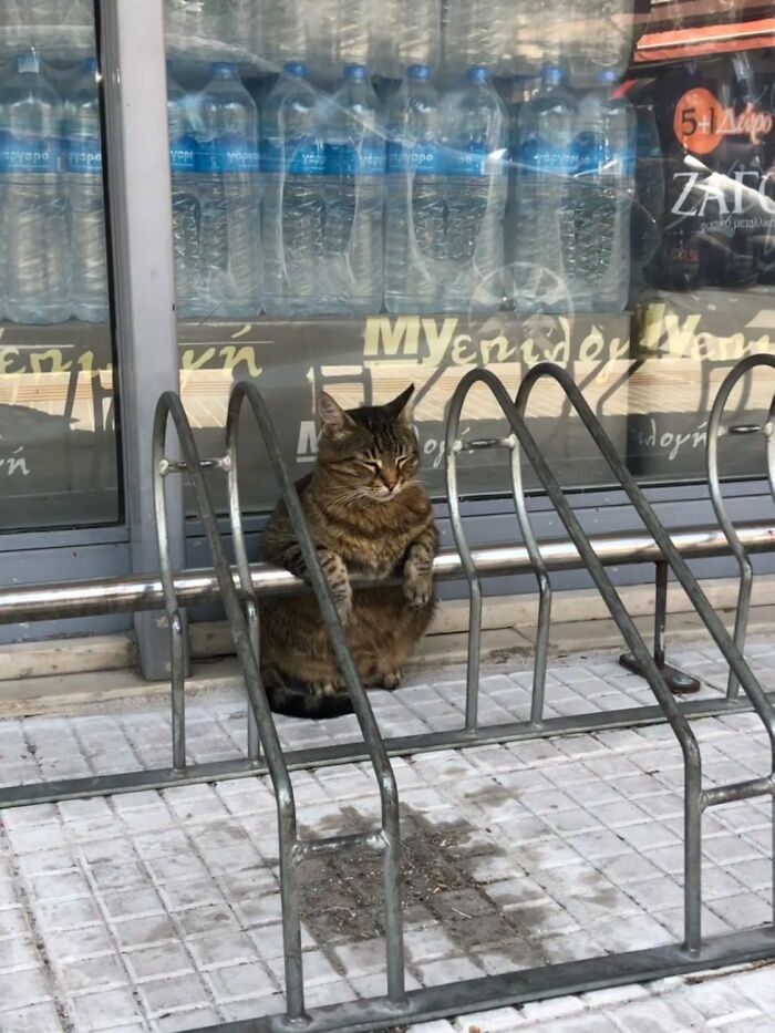 Sneaky Cats Who Basically Own Their Local Convenience Stores