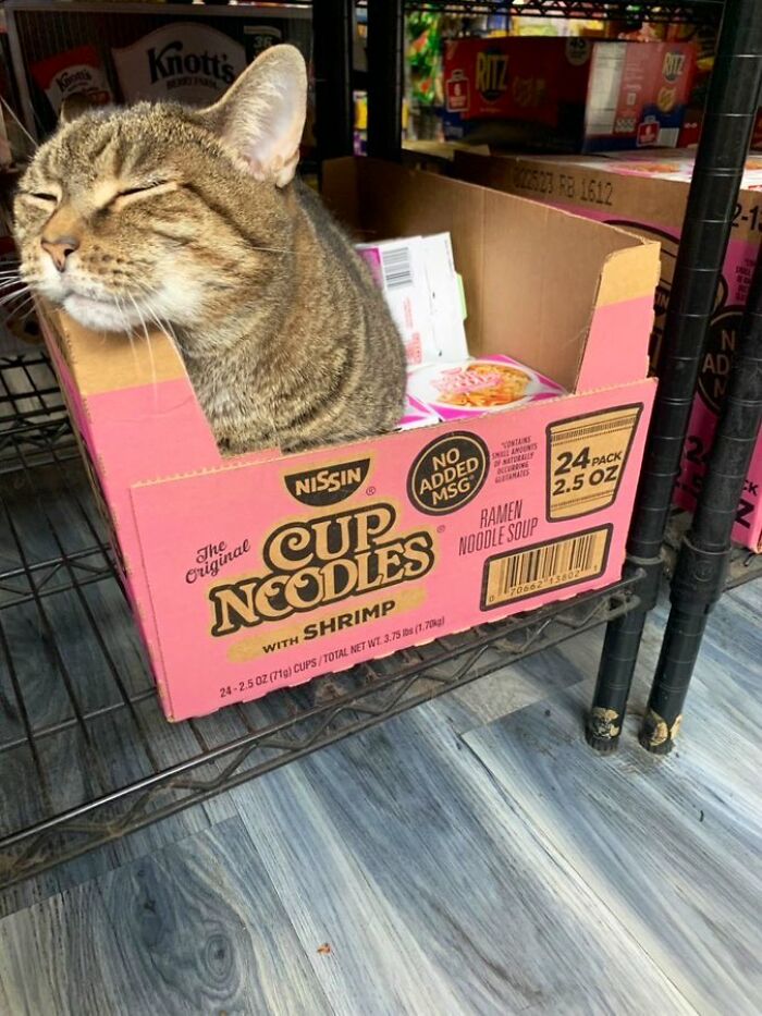 Sneaky Cats Who Basically Own Their Local Convenience Stores