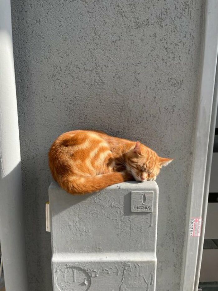 Sneaky Cats Who Basically Own Their Local Convenience Stores