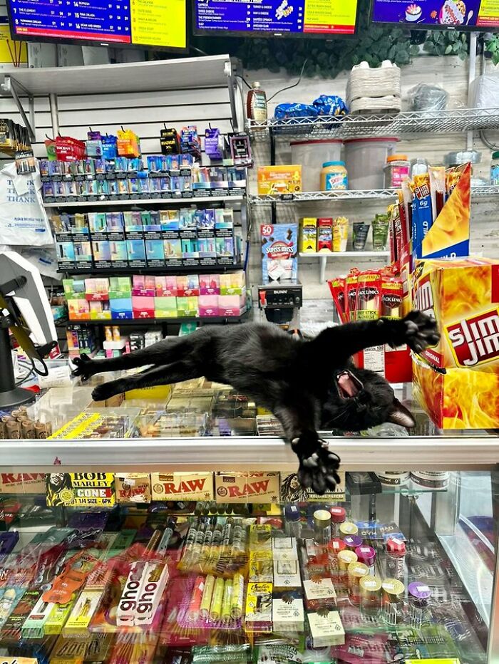 Sneaky Cats Who Basically Own Their Local Convenience Stores