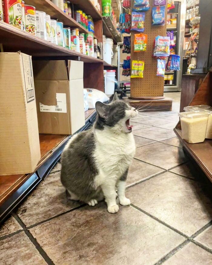 Sneaky Cats Who Basically Own Their Local Convenience Stores