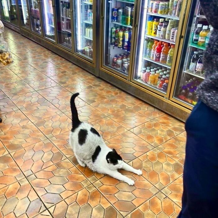 Sneaky Cats Who Basically Own Their Local Convenience Stores