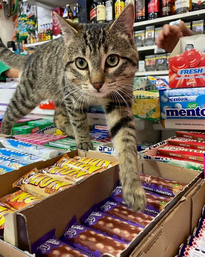 Sneaky Cats Who Basically Own Their Local Convenience Stores