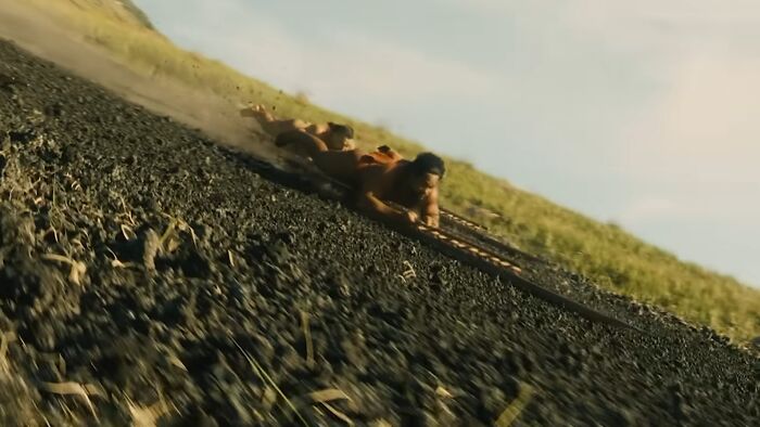 Alligators Wrestling In Florida