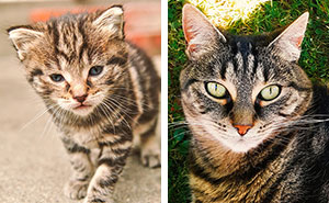 Pets Growing Up: From Cute Little Fluffs to Full-On Goofballs!