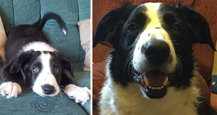 Shilo: From Little Wrinkly Pup to Lovable Goofball (11 Years Later)