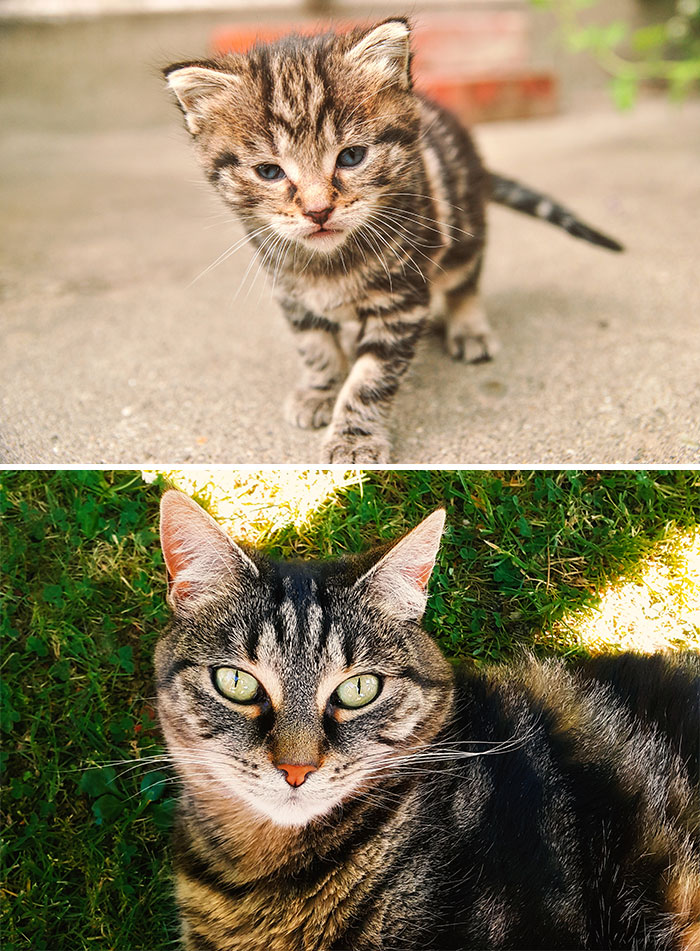 Sweetpea: Rescued as a Tiny Baby, Now Almost 12 and Still Sweet as Can Be