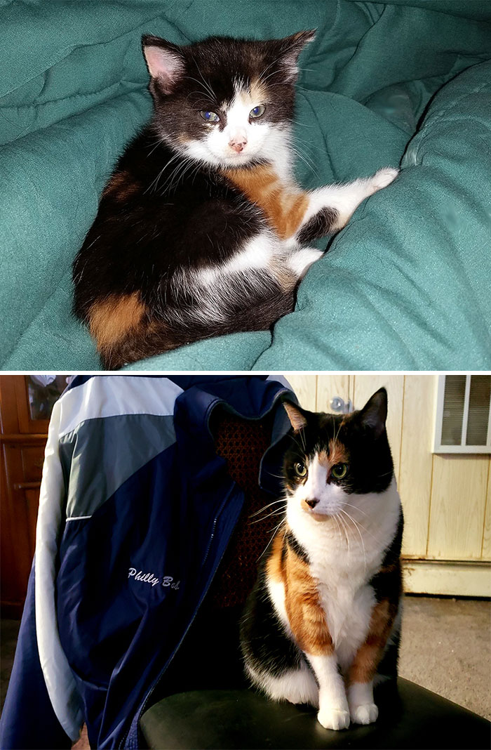 Miss Punx: From Little Kitten Chaos to Full-On Feline Royalty