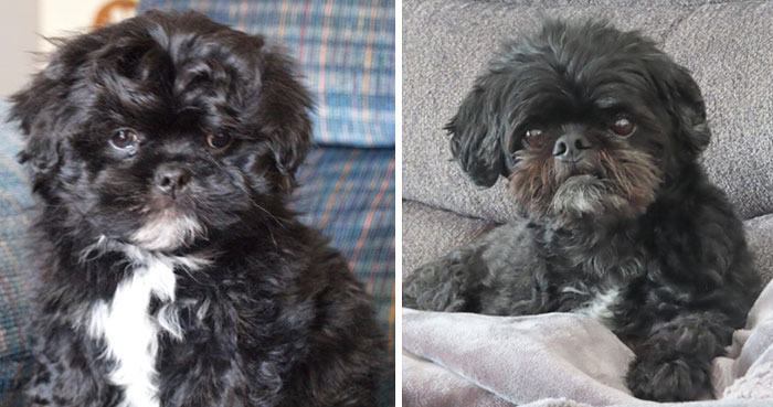 Buddy: Our Rescue Dog Who Left Paw Prints on Our Hearts (2009-2023)