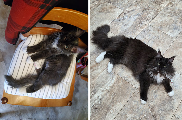 Xena: From Tiny Pup to Majestic 2-Year-Old Wonder