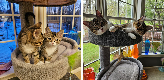 Kimchi & Gorgonzola "Zola": The Dynamic Duo Growing Up Together