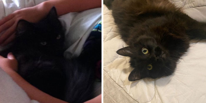 Old Bear Cat: More Cuddles Every Year (Since 2013)