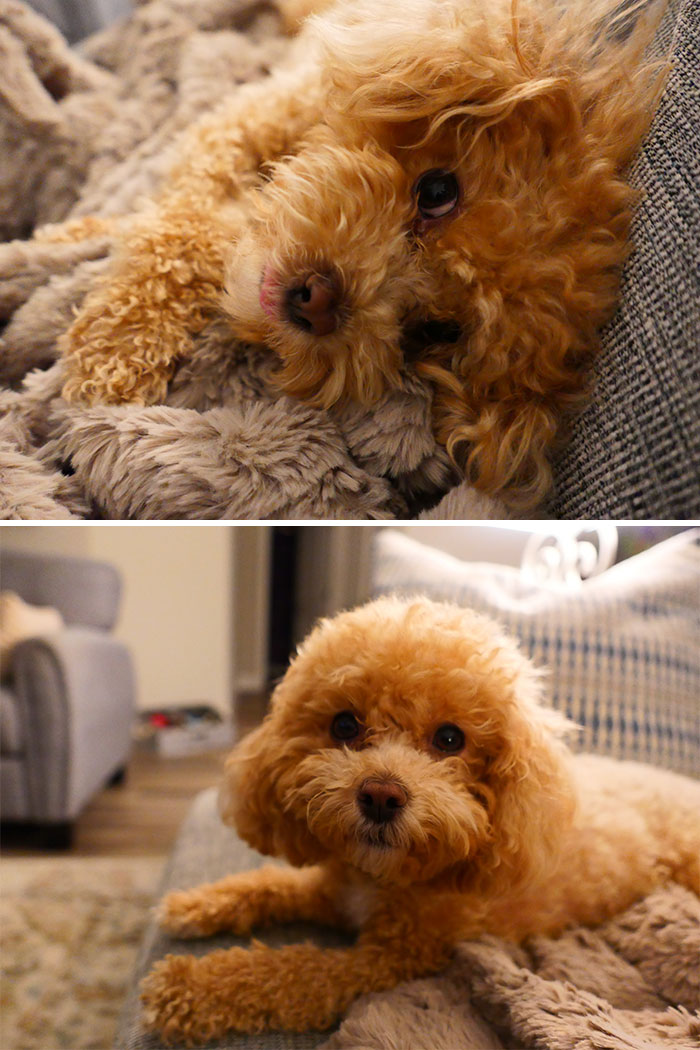 My Logan: The Evolving Snooze Expert