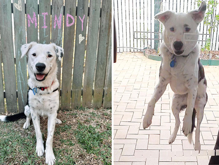Rescue Pup Turns Super Powered Mix: Border Collie X Kelpie X Kangaroo? Yes, Please!